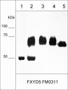 Immunocytochemical labeling of FXYD5 in paraformaldehyde fixed human MDA-MB-231 cells. The cells were labeled with mouse monoclonal FXYD5. The antibody was detected using goat anti-mouse Ig DyLight® 594.