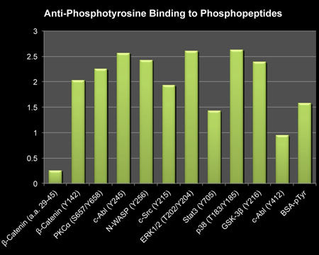 Bar graph showing rabbit polyclonal anti-Phosphotyrosine binding to a variety of phosphotyrosine containing peptides, but no binding to unphosphorylated peptide (beta-Catenin (a.a. 29-45).