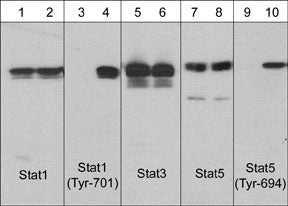 Phospho-STAT1 (pTyr701) Mouse Antibody [Clone ID: M135]