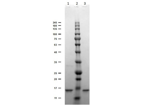 Digoxigenin Antibody [Clone ID: DIG45] | TA397402 | OriGene ...