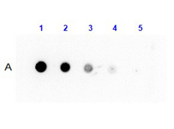 Dot Blot Results of Anti-Protein G Antibody Peroxidase Conjugated.  Lane A: Protein G at 100ng, 33.33ng,11.11ng, 3.70ng, 1.23ng.  Primary Antibody: Anti-Protein G HRP Conjugated at 1µg/mL for 1hr at RT.  Secondary Antibody: none.  Block: BlockOut Buffer (p/n MB-073) for 30mins.  Exposure: 6secs.
