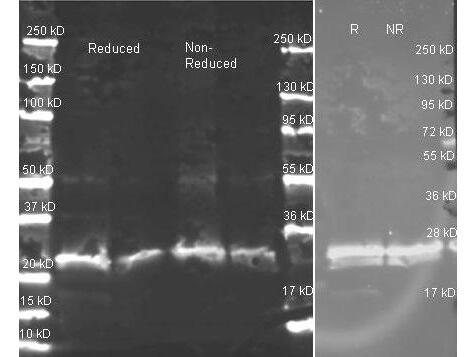 Western Blot of Goat anti GST antibody.   Lane 1:  molecular weight.   Lane 2:  1 ug GST reduced.   Lane 3:  0.25 ug GST reduced.   Lane 4:  1 ug GST non-reduced.  Lane 5:  0.25 ug GST non-reduced.   Lane 6:  molecular weight.  Primary antibody:  Goat anti GST antibody at 1:5000 for overnight at 4°C. Secondary antibody:  Dylight 649 conjugated Donkey anti Goat secondary antibody at 1:10,000 for 1.5 hours at RT. Lane 7:  1 ug GST reduced.   Lane 8:  1 ug GST non-reduced.  Lane 9:  molecular weight.   Primary antibody:  Goat anti GST antibody at 1:1000 for overnight at 4°C. Secondary antibody:  Dylight 549 conjugated Donkey anti Goat secondary antibody at 1:10,000 for 1.5 hours at RT. Block:  MB-070 overnight at 4°C.