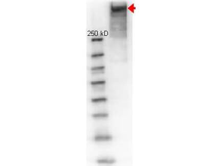 Western Blot of Rabbit anti-KLH (Keyhole Limpet Hemocyanine) antibody.   Lane 1:  molecular weight.   Lane 2:  reduced KLH.   Load:  1 µg. Primary antibody:  KLH antibody (600-401-466) at 1:1000 for overnight at 4°C. Secondary antibody: HRP Goat-anti Rabbit secondary antibody at 1:40,000 for 45 min at RT. Block:   1% BSA-TBS overnight at 4°C. Predicted/Observed size: 350-390 kDa, 350-390 kDa for KLH.  Other band(s): none.