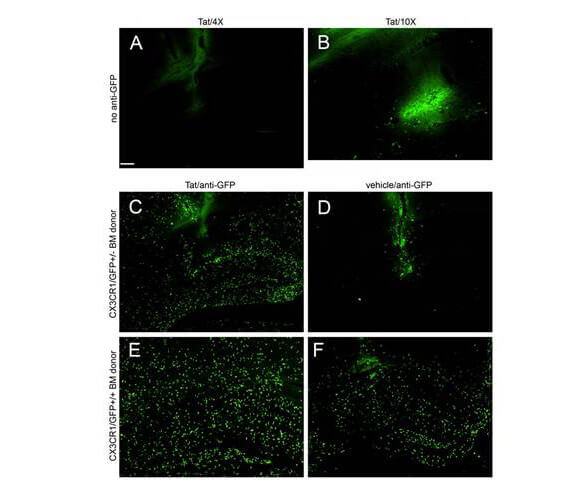 Immuno-Fluorescence of Biotin Mouse anti-GFP antibody used at 1:5000. 
Montage of microscopic fields 24 hours after Tat (Panels A–C, E) or control vehicle (Panels D, F) injection into the right hippocampus of irradiation chimeras. Images in Panels A, B, C, and D were taken from CD45.1 host mice engrafted with heterozygous CX3CR1/GFP+/− bone marrow, whereas images E and F were from CD45.1 host mice engrafted with homozygous CX3CR1/GFP+/+ bone marrow. A, C, D, E, and F were taken with a 4× objective with the same 0.9 sec exposure time and B was taken with a 10× objective with a longer exposure time (4 sec) to intensify the weak fluorescence of the GFP signal. Panel A and B depict very low expression of fluorescence from infiltrating GFP expressing leukocytes, while Panels C–F depict amplified GFP expression with anti-GFP antibody and Alexa 488 conjugated second antibody treatment. All experimental and control groups, n = 3 independent replicates. Scale bar = 100 µm for Panels A, C, D, E, and F; 40 µm for B. Fig 2. PMID: 21912650.