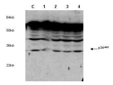 Rockland's anti-cdc2 Cyclin Dependent Kinase was used to detect human p34cdc2 by western blot in untreated (Control) and drug treated lysates of MCF-7 cells.  Lane 1-4 represents 3.1µM, 6.2µM, 12.5µM and 25.0µM genistein treatment of cells before lysates were prepared.  Detection occurs using a 1:1,000 dilution.  Although this antiserum detects non-specific bands at higher MW, a clear induction of signal is observed as the concentration of drug is increased.    Personnel Communication, Xiao He Yang, University of Oklahoma Health Sciences Center.
