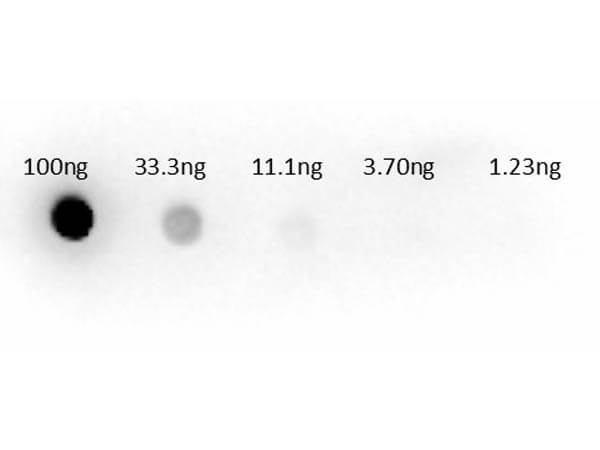 Dot Blot of Sheep anti-Aspartate Transaminase Antibody. Lane 1: 100ng. Lane 2: 33.3ng. Lane 3: 11.1ng. Lane 4: 3.7ng.  Lane 5: 1.23ng. Secondary Antibody: Sh-a-Aspartate Transaminase (AST) HRP 200-603-144 at 1µg/mL. Blocking Buffer: BlockOut MB-073 for 30 min at RT.