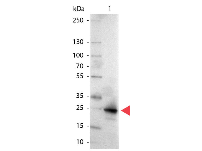 Western Blot of Alkaline Phosphatase conjugated Goat anti-GFP antibody.   Lane 1:  GFP.   Lane 2:  none.   Load:  50 ng per lane. Primary antibody:  none. Secondary antibody:  Alkaline Phosphatase GFP secondary antibody at 1:1000 for 60 min at RT. Block:  MB-070 for 30 min RT. Predicted/Observed size:  28 kDa for GFP.  Other band(s): none.