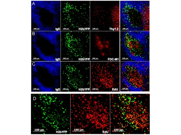 Serial sections through a representative splenic GC recovered at day 16 post-infection, co-stained with markers to localize infected cells within specific germinal center compartments. Sections were stained with anti- IgD to delineate the mantle zone surrounding the GC and anti-GFP to detect infected cells. To detect the T cell zone, sections were co-stained with anti-Thy 1.2 (row A). The light zone is detected by the presence of follicular dendritic cells stained with anti-FDC-M1 (row B). Rapidly dividing centroblasts are found in the dark zone, and can be detected by increased incorporation of EdU (row C). Row D shows the h2bYFP and EdU panels from row C overlayed without IgD to identify proliferating H2bYFP positive cells. Fig 5. PMID: 22427999
