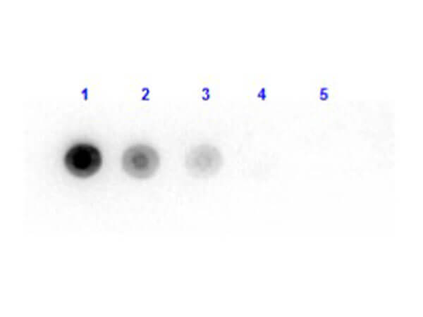 Dot Blot results of Rabbit anti-Luciferase Antibody. Dots are Luciferase (Photobacterium fischerii) at (1) 100ng, (2) 33.3ng, (3) 11.1ng, (4) 3.70ng, (5) 1.23ng.  Blocking: MB-070 for 60 min at RT. Primary Antibody: Rabbit anti-Luciferase at 1ug/mL 1hr RT. Secondary Antibody: Goat Anti-Rabbit IgG HRP 611-103-122 at 1:40,000 for 30min RT. Imaged with BioRad ChemiDoc, Chemi filter 5sec exposure.