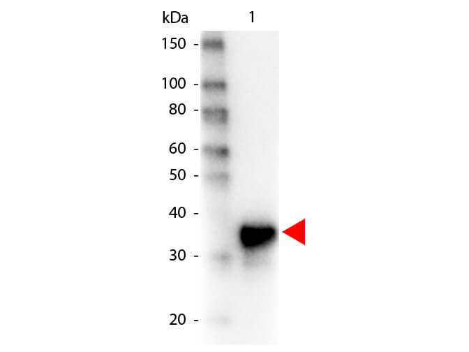 Western Blot of Peroxidase conjugated Goat anti-Pepsin antibody.   Lane 1:  Pepsin.   Lane 2:  none.   Load:  100 ng per lane. Primary antibody:  none. Secondary antibody:  Peroxidase goat pepsin antibody at 1:1,000 for 60 min at RT Block:  MB-070 for 30 min at RT. Predicted/Observed size:  35 kDa for Pepsin.  Other band(s): none.