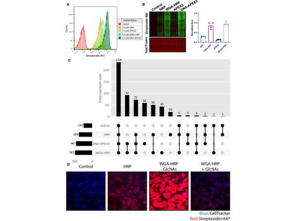(A) Biotinylation of Expi293 cells treated with free enzyme (APEX2 or HRP) or cell-tethered enzyme (DNA-APEX2 or WGA-HRP) shown by flow cytometry. Signal is read out using Streptavidin-AlexaFluor-647. (B) Comparison of cell labeling with either free enzyme (APEX2 or HRP) or cell-tethered enzyme (DNA-APEX2 or WGA-HRP) shown by Streptavidin-800 western blot and total protein stain. Normalized area is plotted to the right. (C) Number of cell membrane proteins identified by mass spectrometry (>2 unique peptides, <1% FDR, found in both biological replicates) after treating 500,000 KP-4 pancreatic cancer cells with either free enzyme (APEX2 or HRP) or cell-tethered enzyme (DNA-APEX2 or WGA-HRP). (D) Microscopy images depicting extent of labeling with free HRP compared to WGA-HRP with and without the blocking sugar GlcNAc. Additional images on citation. All western blot images, microscopy images, mass spectrometry data, and flow cytometry data are representative of two biological replicates. Figure 2.
PMID: 35257663