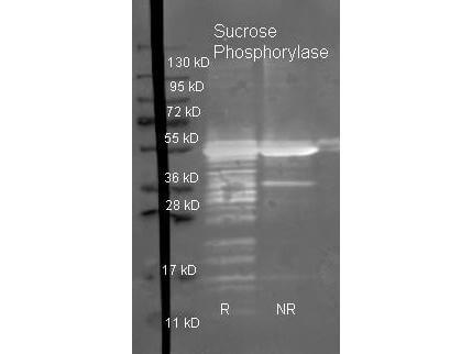 Rockland Goat anti Sucrose Phosphorylase antibody (200-101-231 lot 7851) was used to detect purified Sucrose Phosphorylase under reducing (R) and non-reducing (NR) conditions. Reduced samples of purified protein contained 4% BME and were boiled for 5 minutes.  Samples of ~1ug of protein per lane were run by SDS-PAGE.  Protein was transferred to nitrocellulose and probed with  1:3000 dilution of primary antibody (ON 4 C in MB-070).  Detection shown was using Dylight 488 conjugated Donkey anti goat (605-741-125 lot 21094 1:10K in TBS/MB-070 1 hr RT). Images were collected using the BioRad VersaDoc System