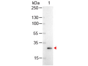 Western Blot of Mouse anti-GFP Antibody Alkaline Phosphatase Conjugated. Lane 1:  GFP. Load:  100 ng per lane. Primary antibody: none. Secondary antibody: GFP Antibody Alkaline Phosphatase Conjugated  Mouse Secondary at 1:1,000 for 60 min at RT. Block:  MB-070 for 30 min at RT. Predicted/Observed size:  28 kDa, 28 kDa.
