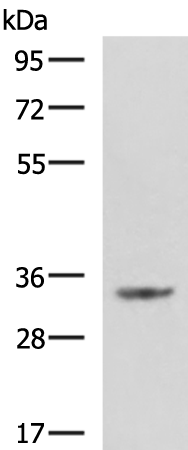 Gel: 8%SDS-PAGE<br>Lysate: 40 μg<br>Lane: HepG2 cell lysate<br>Primary antibody: TA370813 (C11orf54 Antibody) at dilution 1/800<br>Secondary antibody: Goat anti rabbit IgG at 1/5000 dilution<br>Exposure time: 2 minutes