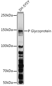 Western blot analysis of lysates from SH-SY5Y cells