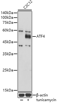 Western blot analysis of lysates from C2C12 cells