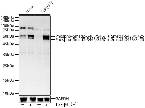 Western blot analysis of various lysates