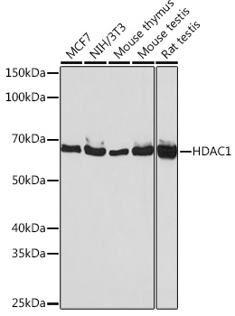 Western blot analysis of various lysates using KO Validated HDAC1 Rabbit mAb (TA425762) at 1:1000 dilution.<br/>Secondary antibody: HRP-conjugated Goat anti-Rabbit IgG (H+L) at 1:10000 dilution.<br/>Lysates/proteins: 25μg per lane.<br/>Blocking buffer: 3% nonfat dry milk in TBST.<br/>Detection: ECL Basic Kit .<br/>Exposure time: 30s.