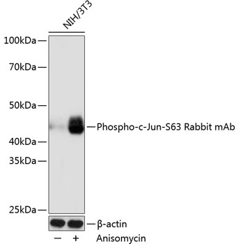 Western blot analysis of lysates from NIH/3T3 cells, using Phospho-c-Jun-S63 Rabbit mAb (TA425763) at 1:1000 dilution. NIH/3T3 cells were treated by Anisomycin (25 μg/mL) at 37℃ for 30 minutes.<br/>Secondary antibody: HRP-conjugated Goat anti-Rabbit IgG (H+L) at 1:10000 dilution.<br/>Lysates/proteins: 25μg per lane.<br/>Blocking buffer: 3% nonfat dry milk in TBST.<br/>Detection: ECL Basic Kit .<br/>Exposure time: 1s.