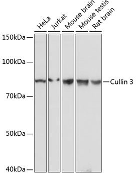 Western blot analysis of various lysates using Cullin 3 Rabbit mAb (TA425783) at 1:1000 dilution.<br/>Secondary antibody: HRP-conjugated Goat anti-Rabbit IgG (H+L) at 1:10000 dilution.<br/>Lysates/proteins: 25μg per lane.<br/>Blocking buffer: 3% nonfat dry milk in TBST.<br/>Detection: ECL Basic Kit .<br/>Exposure time: 1s.