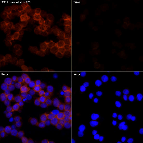 Confocal imaging of paraffin-embedded Human tonsil  using IL1β Rabbit mAb (TA425788,dilution 1:100)  followed by a further incubation with Cy3 Goat Anti-Rabbit IgG (H+L) (AS007,dilution 1:500)(Red).DAPI was used for nuclear staining (Blue). Objective: 40x. Perform high pressure antigen retrieval with 0.01 M citRate buffer (pH 6.0) prior to IF staining.