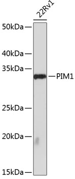 Western blot analysis of lysates from 22Rv1 cells, using PIM1 Rabbit mAb (TA425807) at 1:1000 dilution.<br/>Secondary antibody: HRP-conjugated Goat anti-Rabbit IgG (H+L) at 1:10000 dilution.<br/>Lysates/proteins: 25μg per lane.<br/>Blocking buffer: 3% nonfat dry milk in TBST.<br/>Detection: ECL Basic Kit .<br/>Exposure time: 90s.