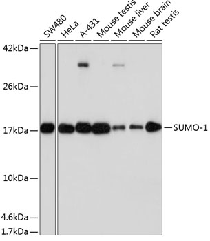Western blot analysis of various lysates using KO Validated SUMO1 Rabbit mAb (TA425818) at 1:1000 dilution.<br/>Secondary antibody: HRP-conjugated Goat anti-Rabbit IgG (H+L) at 1:10000 dilution.<br/>Lysates/proteins: 25μg per lane.<br/>Blocking buffer: 3% nonfat dry milk in TBST.<br/>Detection: ECL Basic Kit .<br/>Exposure time: 60s.