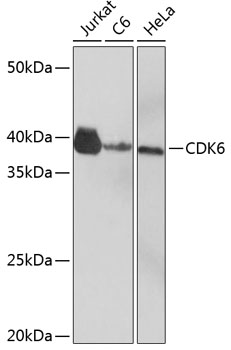 Western blot analysis of various lysates using CDK6 Rabbit mAb (TA425822) at 1：1000 dilution.<br/>Secondary antibody: HRP-conjugated Goat anti-Rabbit IgG (H+L) at 1:10000 dilution.<br/>Lysates/proteins: 25μg per lane.<br/>Blocking buffer: 3% nonfat dry milk in TBST.<br/>Detection: ECL Basic Kit .<br/>Exposure time: 3min.