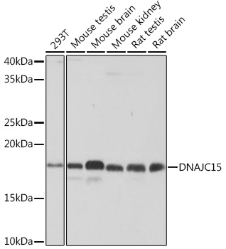 Western blot analysis of various lysates using DNAJC15 Rabbit mAb (TA425840) at 1:1000 dilution.<br/>Secondary antibody: HRP-conjugated Goat anti-Rabbit IgG (H+L) at 1:10000 dilution.<br/>Lysates/proteins: 25μg per lane.<br/>Blocking buffer: 3% nonfat dry milk in TBST.<br/>Detection: ECL Basic Kit .<br/>Exposure time: 10s.