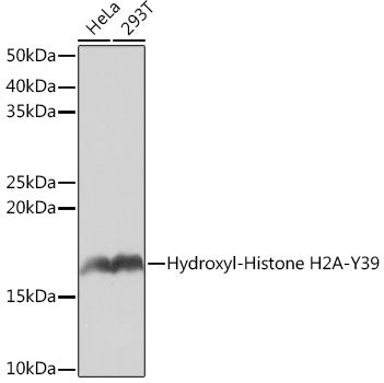Western blot analysis of various lysates using Hydroxyl-Histone H2A-Y39 Rabbit mAb (TA425844) at 1:1000 dilution.<br/>Secondary antibody: HRP-conjugated Goat anti-Rabbit IgG (H+L) at 1:10000 dilution.<br/>Lysates/proteins: 25μg  per lane.<br/>Blocking buffer: 3% nonfat dry milk in TBST.<br/>Detection: ECL Basic Kit .<br/>Exposure time: 1s.