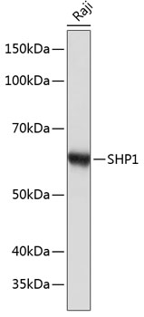Western blot analysis of lysates from Raji cells, using SHP1 Rabbit mAb (TA425870) at 1:1000 dilution.<br/>Secondary antibody: HRP-conjugated Goat anti-Rabbit IgG (H+L) at 1:10000 dilution.<br/>Lysates/proteins: 25μg per lane.<br/>Blocking buffer: 3% nonfat dry milk in TBST.<br/>Detection: ECL Basic Kit .<br/>Exposure time: 10s.