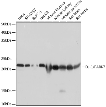 Western blot analysis of various lysates using DJ-1/PARK7 Rabbit mAb (TA425907) at 1:1000 dilution.<br/>Secondary antibody: HRP-conjugated Goat anti-Rabbit IgG (H+L) at 1:10000 dilution.<br/>Lysates/proteins: 25μg per lane.<br/>Blocking buffer: 3% nonfat dry milk in TBST.<br/>Detection: ECL Basic Kit .<br/>Exposure time: 1s.