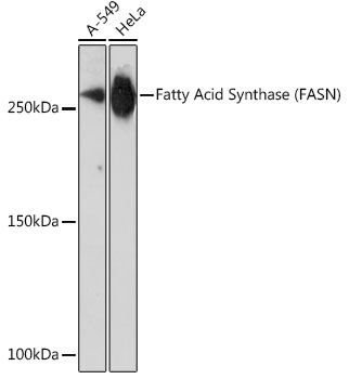 Western blot analysis of various lysates using Fatty Acid Synthase (FASN) Rabbit mAb (TA425921) at 1:1000 dilution.<br/>Secondary antibody: HRP-conjugated Goat anti-Rabbit IgG (H+L) at 1:10000 dilution.<br/>Lysates/proteins: 25μg per lane.<br/>Blocking buffer: 3% nonfat dry milk in TBST.<br/>Detection: ECL Enhanced Kit .<br/>Exposure time: 3min.
