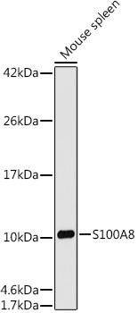 Western blot analysis of lysates from Mouse spleen , using S100A8 Rabbit mAb (TA425971) at 1:1000 dilution.<br/>Secondary antibody: HRP-conjugated Goat anti-Rabbit IgG (H+L) at 1:10000 dilution.<br/>Lysates/proteins: 25μg per lane.<br/>Blocking buffer: 3% nonfat dry milk in TBST.<br/>Detection: ECL Basic Kit .<br/>Exposure time: 180s.