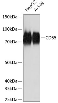 Western blot analysis of various lysates using CD55 Rabbit mAb (TA426016) at 1：1000 dilution.<br/>Secondary antibody: HRP-conjugated Goat anti-Rabbit IgG (H+L) at 1:10000 dilution.<br/>Lysates/proteins: 25μg per lane.<br/>Blocking buffer: 3% nonfat dry milk in TBST.<br/>Detection: ECL Basic Kit .<br/>Exposure time: 3s.