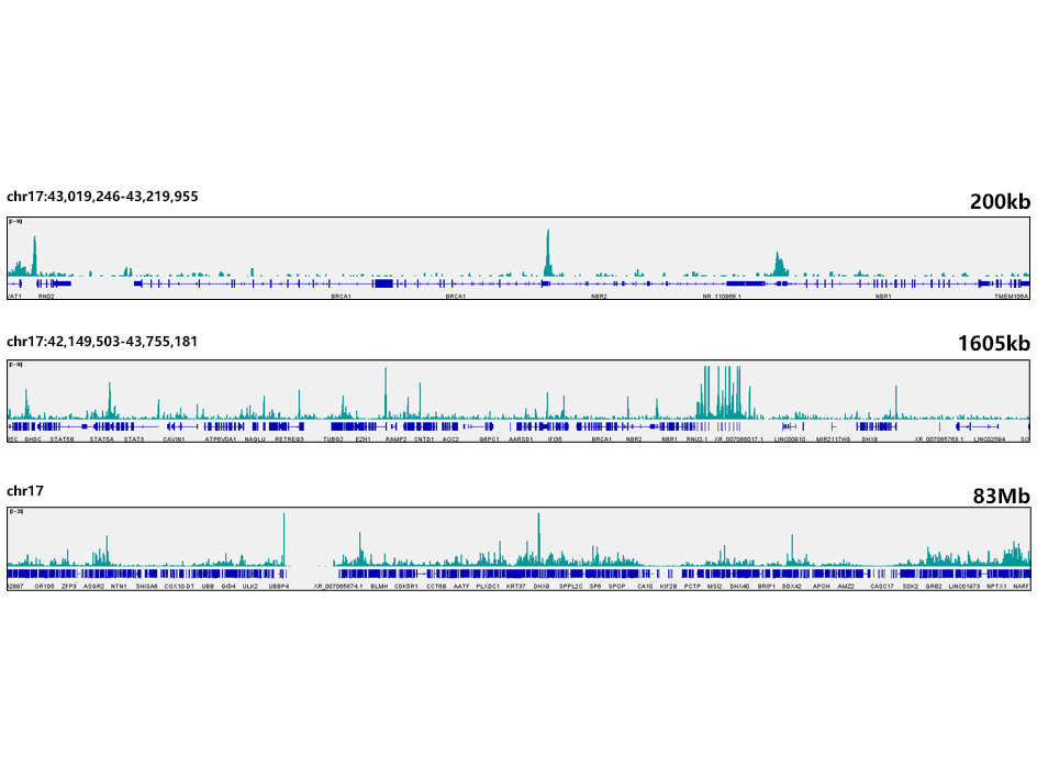 CUT&Tag was performed using the CUT&Tag Assay Kit (pAG-Tn5) for Illumina(RK20265) from 10⁵ K562 cells with 1 μg E2F6 Rabbit mAb (TA426052), along with a Goat Anti-Rabbit IgG(H+L). The CUT&Tag results indicate the enrichment pattern of E2F6 in representative gene loci (BRCA1), as shown in figure.