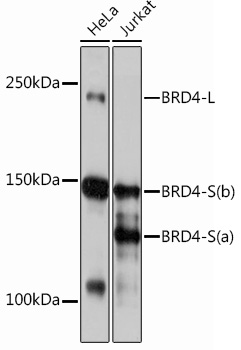 Western blot analysis of various lysates using BRD4 Rabbit mAb (TA426091) at 1：1000 dilution.<br/>Secondary antibody: HRP-conjugated Goat anti-Rabbit IgG (H+L) at 1:10000 dilution.<br/>Lysates/proteins: 25μg per lane.<br/>Blocking buffer: 3% nonfat dry milk in TBST.<br/>Detection: ECL Basic Kit .<br/>Exposure time: 30s.