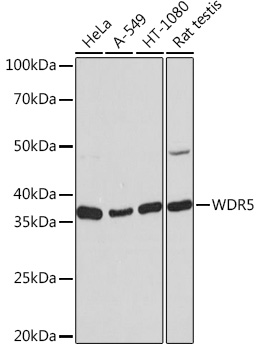 Western blot analysis of various lysates using WDR5 Rabbit mAb (TA426134) at 1：1000 dilution.<br/>Secondary antibody: HRP-conjugated Goat anti-Rabbit IgG (H+L) at 1:10000 dilution.<br/>Lysates/proteins: 25μg per lane.<br/>Blocking buffer: 3% nonfat dry milk in TBST.<br/>Detection: ECL Basic Kit .<br/>Exposure time: 10s.
