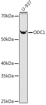 Western blot analysis of lysates from U-937 cells, using ODC1 Rabbit mAb (TA426191) at 1:1000 dilution.<br/>Secondary antibody: HRP-conjugated Goat anti-Rabbit IgG (H+L) at 1:10000 dilution.<br/>Lysates/proteins: 25μg per lane.<br/>Blocking buffer: 3% nonfat dry milk in TBST.<br/>Detection: ECL Basic Kit .<br/>Exposure time: 90s.