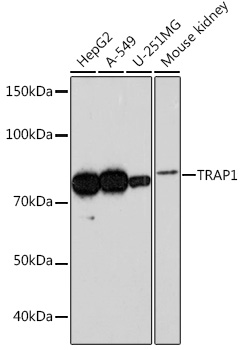 Western blot analysis of various lysates using TRAP1 Rabbit mAb (TA426200) at 1:1000 dilution.<br/>Secondary antibody: HRP-conjugated Goat anti-Rabbit IgG (H+L) at 1:10000 dilution.<br/>Lysates/proteins: 25μg per lane.<br/>Blocking buffer: 3% nonfat dry milk in TBST.<br/>Detection: ECL Basic Kit .<br/>Exposure time: 3min.