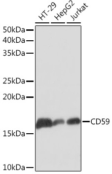 Western blot analysis of various lysates using CD59 Rabbit mAb (TA426212) at 1:1000 dilution.<br/>Secondary antibody: HRP-conjugated Goat anti-Rabbit IgG (H+L) at 1:10000 dilution.<br/>Lysates/proteins: 25μg per lane.<br/>Blocking buffer: 3% nonfat dry milk in TBST.<br/>Detection: ECL Basic Kit .<br/>Exposure time: 1s.