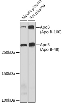 Western blot analysis of various lysates using ApoB Rabbit mAb (TA426229) at 1:1000 dilution.<br/>Secondary antibody: HRP-conjugated Goat anti-Rabbit IgG (H+L) at 1:10000 dilution.<br/>Lysates/proteins: 25μg per lane.<br/>Blocking buffer: 3% nonfat dry milk in TBST.<br/>Detection: ECL Enhanced Kit .<br/>Exposure time: 3min.