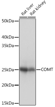 Western blot analysis of various lysates using COMT Rabbit mAb (TA426286) at 1:1000 dilution.<br/>Secondary antibody: HRP-conjugated Goat anti-Rabbit IgG (H+L) at 1:10000 dilution.<br/>Lysates/proteins: 25μg per lane.<br/>Blocking buffer: 3% nonfat dry milk in TBST.<br/>Detection: ECL Basic Kit .<br/>Exposure time: 1s.