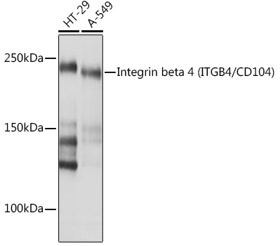 Western blot analysis of various lysates using Integrin beta 4 (ITGB4/CD104) Rabbit mAb (TA426313) at 1:1000 dilution.<br/>Secondary antibody: HRP-conjugated Goat anti-Rabbit IgG (H+L) at 1:10000 dilution.<br/>Lysates/proteins: 25μg per lane.<br/>Blocking buffer: 3% nonfat dry milk in TBST.<br/>Detection: ECL Basic Kit .<br/>Exposure time: 10s.