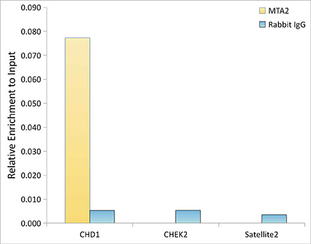Chromatin immunoprecipitation analysis of extracts of HeLa cells, using MTA2 antibody (TA426319) and rabbit IgG.The amount of immunoprecipitated DNA was checked by quantitative PCR. Histogram was constructed by the ratios of the immunoprecipitated DNA to the input.