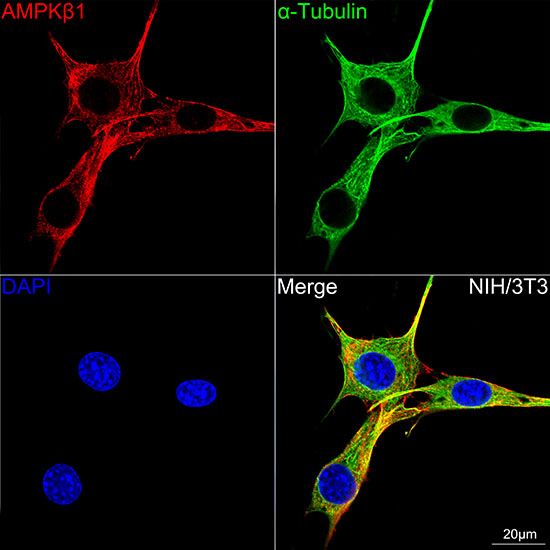 Confocal imaging of NIH/3T3 cells using AMPKβ1 Rabbit mAb (TA426324,dilution 1:100)(Red). The cells were counterstained with α-Tubulin Mouse mAb (AC012,dilution 1:400) (Green). DAPI was used for nuclear staining (blue). Objective: 100x.