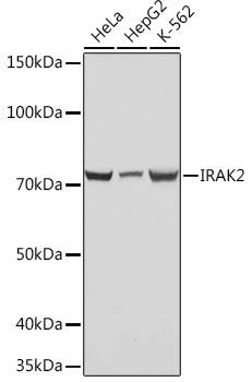 Western blot analysis of various lysates using IRAK2 Rabbit mAb (TA426337) at 1:1000 dilution.<br/>Secondary antibody: HRP-conjugated Goat anti-Rabbit IgG (H+L) at 1:10000 dilution.<br/>Lysates/proteins: 25μg per lane.<br/>Blocking buffer: 3% nonfat dry milk in TBST.<br/>Detection: ECL Basic Kit .<br/>Exposure time: 1s.