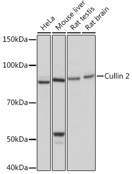 Western blot analysis of various lysates using Cullin 2 Rabbit mAb (TA426435) at 1:1000 dilution.<br/>Secondary antibody: HRP-conjugated Goat anti-Rabbit IgG (H+L) at 1:10000 dilution.<br/>Lysates/proteins: 25μg per lane.<br/>Blocking buffer: 3% nonfat dry milk in TBST.<br/>Detection: ECL Basic Kit .<br/>Exposure time: 3s.