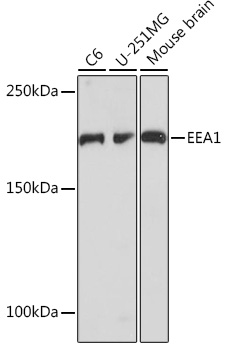 Western blot analysis of various lysates using EEA1 Rabbit mAb (TA426436) at 1:1000 dilution.<br/>Secondary antibody: HRP-conjugated Goat anti-Rabbit IgG (H+L) at 1:10000 dilution.<br/>Lysates/proteins: 25μg per lane.<br/>Blocking buffer: 3% nonfat dry milk in TBST.<br/>Detection: ECL Basic Kit .<br/>Exposure time: 10s.