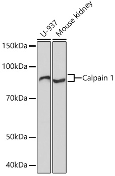 Western blot analysis of various lysates using Calpain 1 Rabbit mAb (TA426451) at 1:1000 dilution.<br/>Secondary antibody: HRP-conjugated Goat anti-Rabbit IgG (H+L) at 1:10000 dilution.<br/>Lysates/proteins: 25μg per lane.<br/>Blocking buffer: 3% nonfat dry milk in TBST.<br/>Detection: ECL Basic Kit .<br/>Exposure time: 3min.